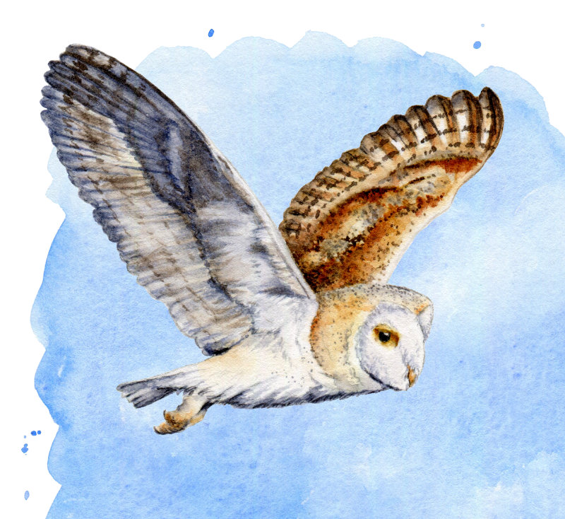 Barn owl in flight on blue background